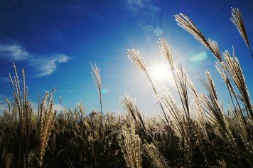reed-546250_1920