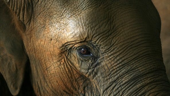 Elephant Rescued After Being Swept to&nbsp;Sea